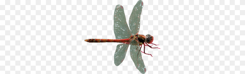 Dragonfly, Animal, Insect, Invertebrate Free Png