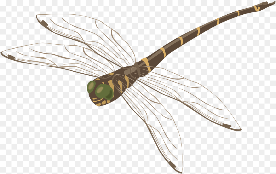 Dragonfly, Animal, Insect, Invertebrate Png