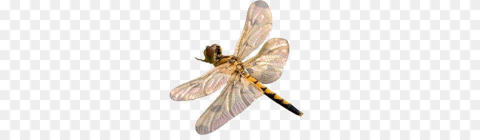 Dragonfly, Animal, Insect, Invertebrate Free Png