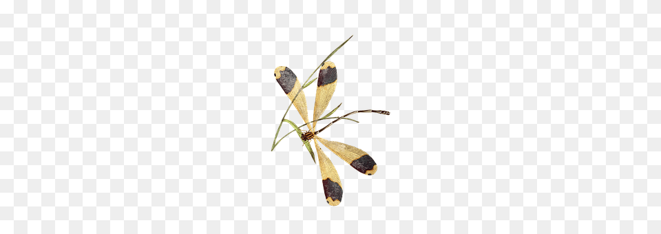 Dragonfly Animal, Bow, Weapon, Insect Png Image