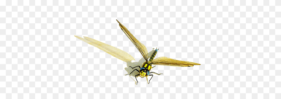 Dragonfly Animal, Bird, Flying, Bee Png Image