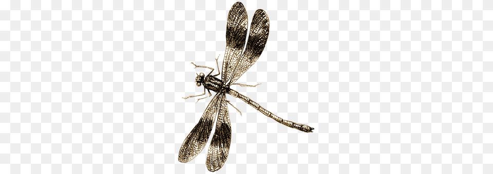 Dragonfly Animal, Insect, Invertebrate, Spider Png Image