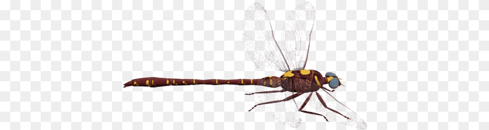Dragonfly Background, Animal, Insect, Invertebrate Free Png Download