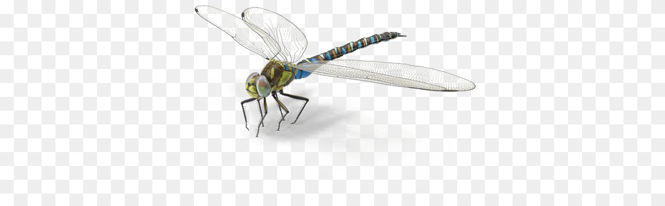 Dragonfly Background Image Net Winged Insects, Animal, Insect, Invertebrate Free Transparent Png