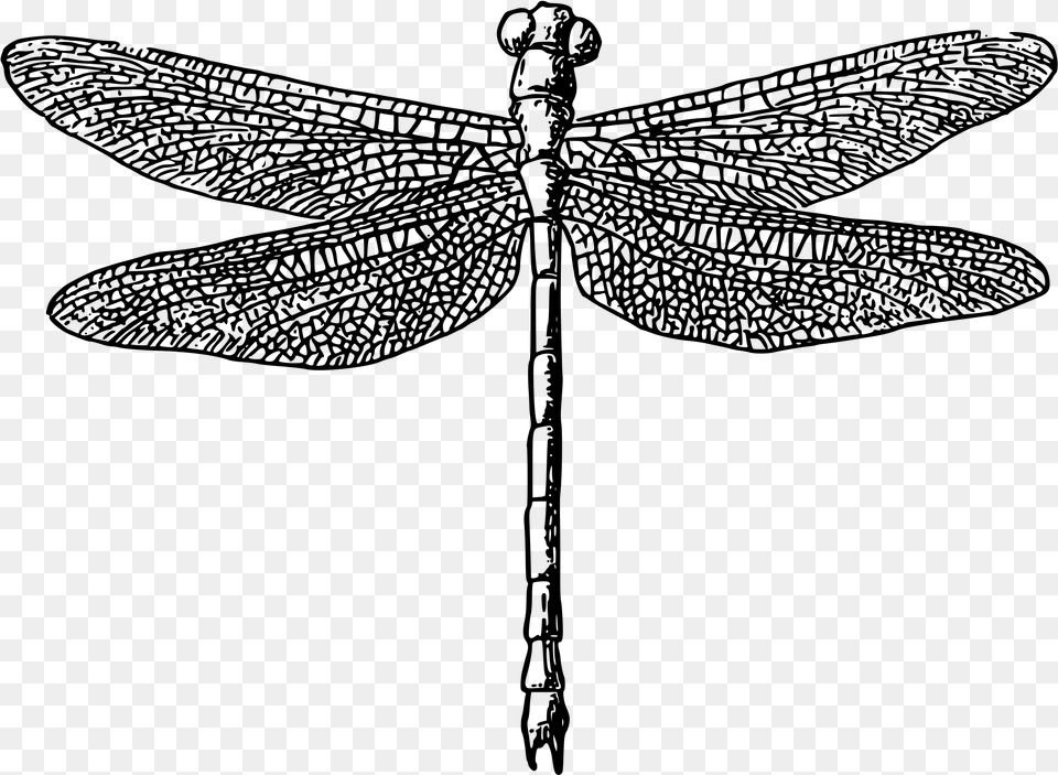Dragonfly Black And White Dragonfly, Gray Png Image