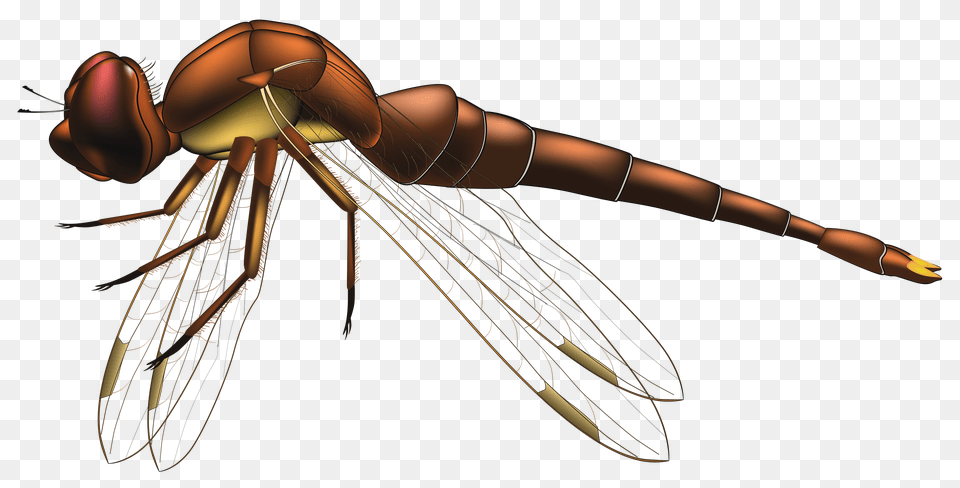 Dragonfly Brown Clip Art, Animal, Bee, Insect, Invertebrate Free Transparent Png