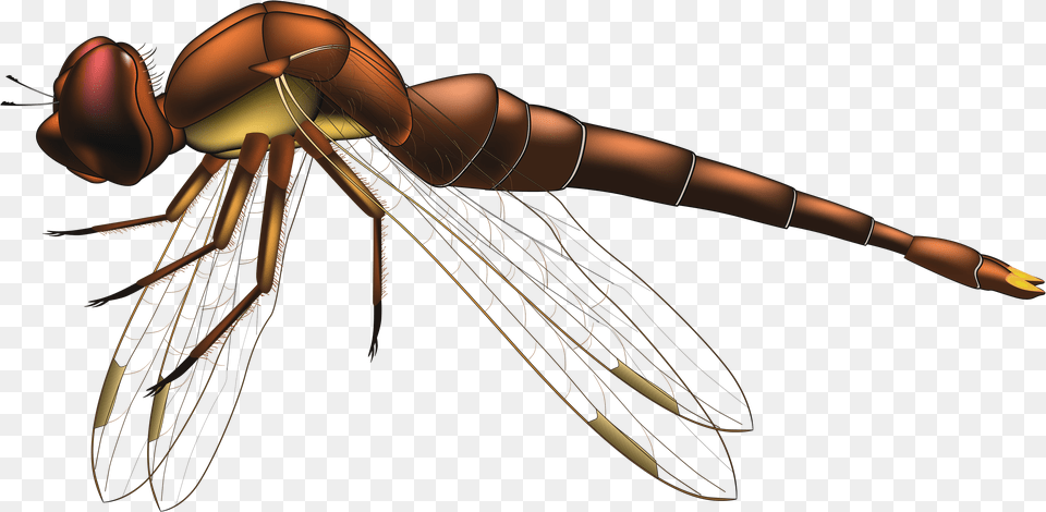 Dragonfly Brown Clip Art Flying Transparent Background Dragonfly, Animal, Insect, Invertebrate, Bee Png