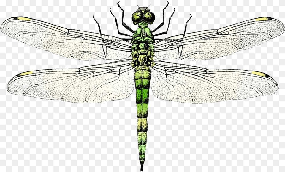 Dragonfly Clip Art Transprent Dragon Fly Free Vector, Animal, Insect, Invertebrate Png