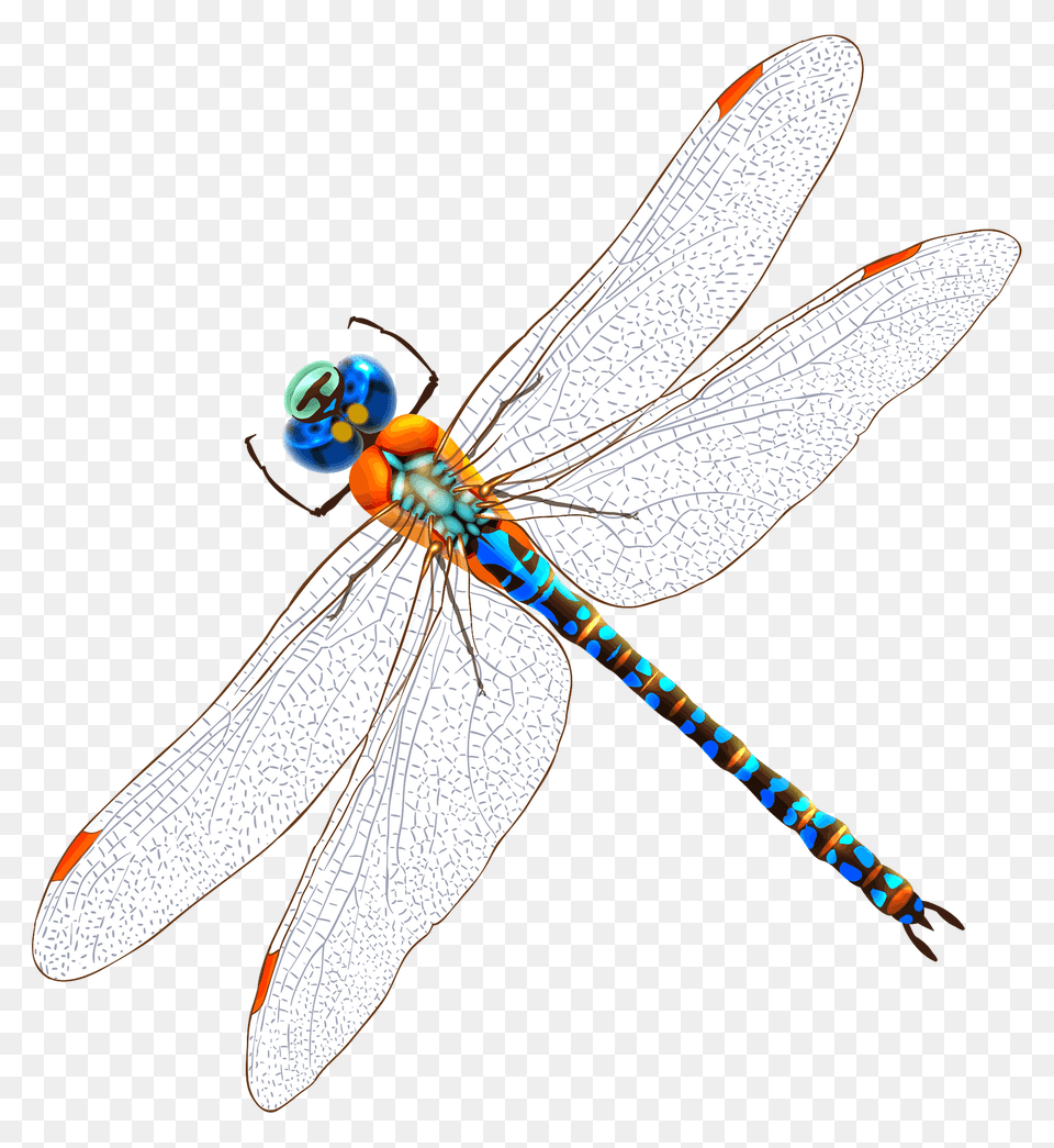 Dragonfly Clipart, Animal, Insect, Invertebrate Free Png Download