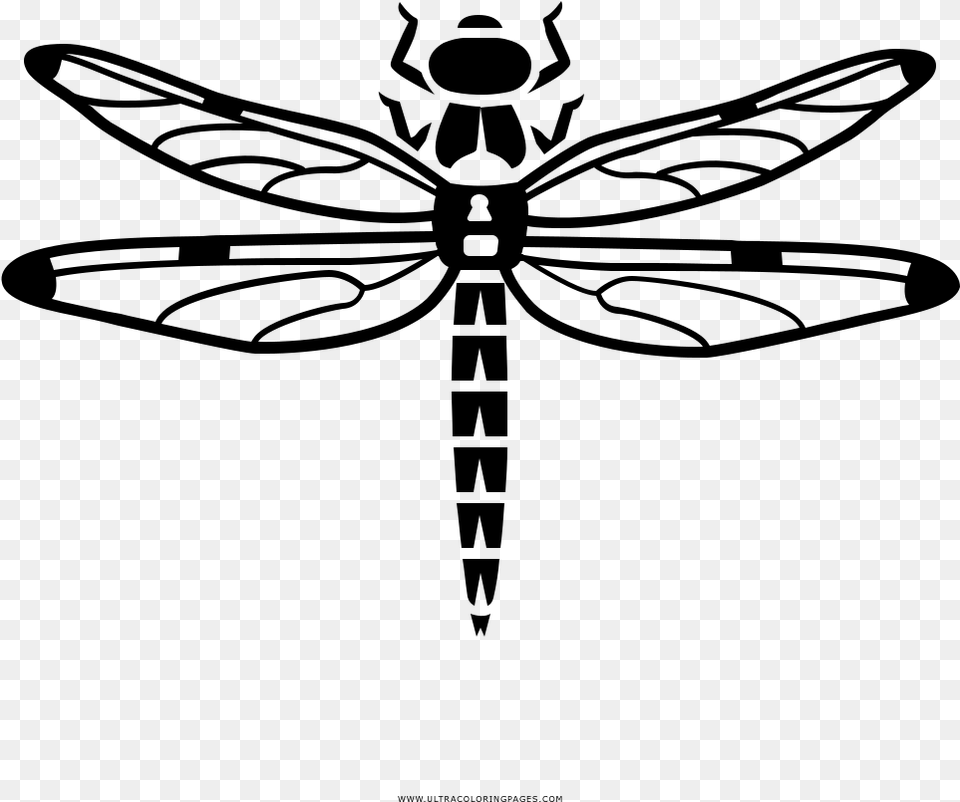Dragonfly Coloring, Gray Free Png