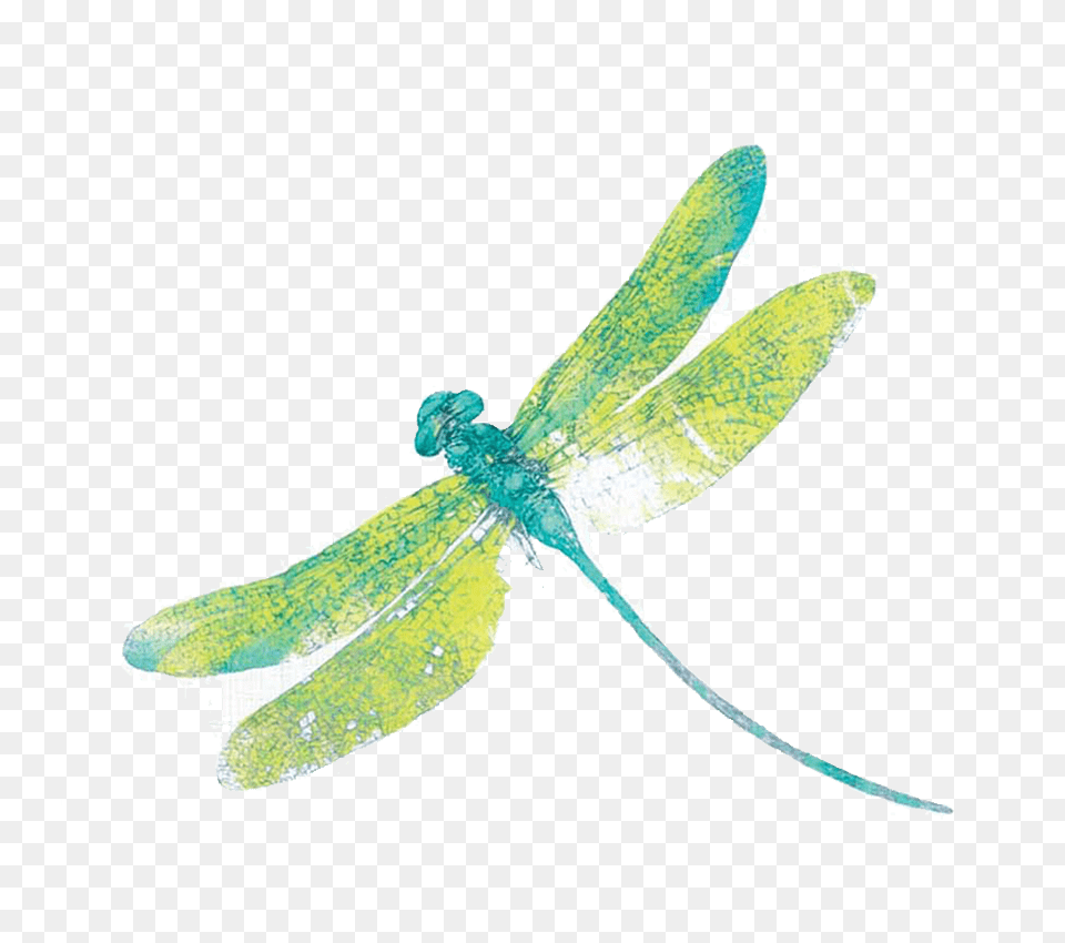Dragonfly Download, Animal, Insect, Invertebrate Png Image