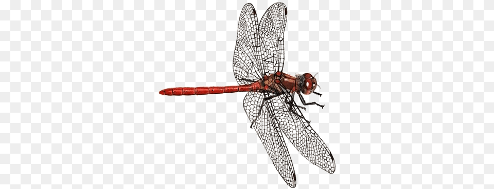 Dragonfly Download Image Arts Darter Dragonfly, Animal, Insect, Invertebrate Free Png