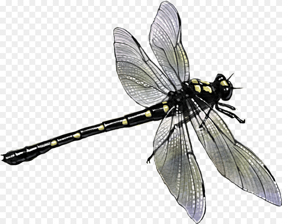 Dragonfly Dragon Fly, Animal, Insect, Invertebrate Png Image