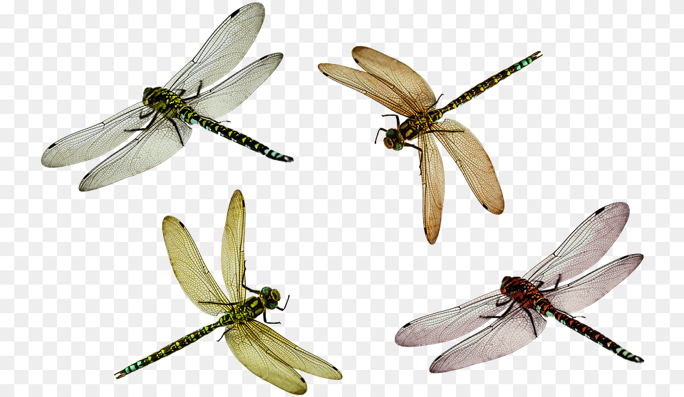 Dragonfly Dragonflypng Images Pluspng Dragon Fly, Animal, Insect, Invertebrate Free Png