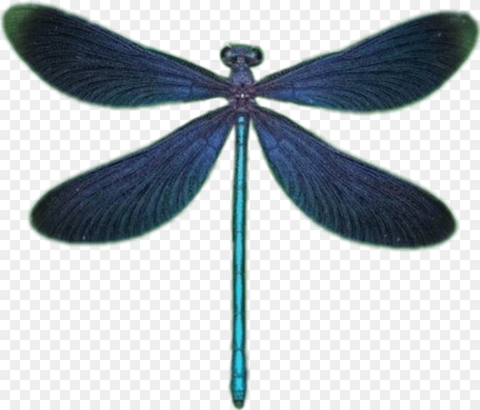 Dragonfly Dragonflywings Wings Strekoza Krilya Damselfly, Animal, Insect, Invertebrate Free Png Download