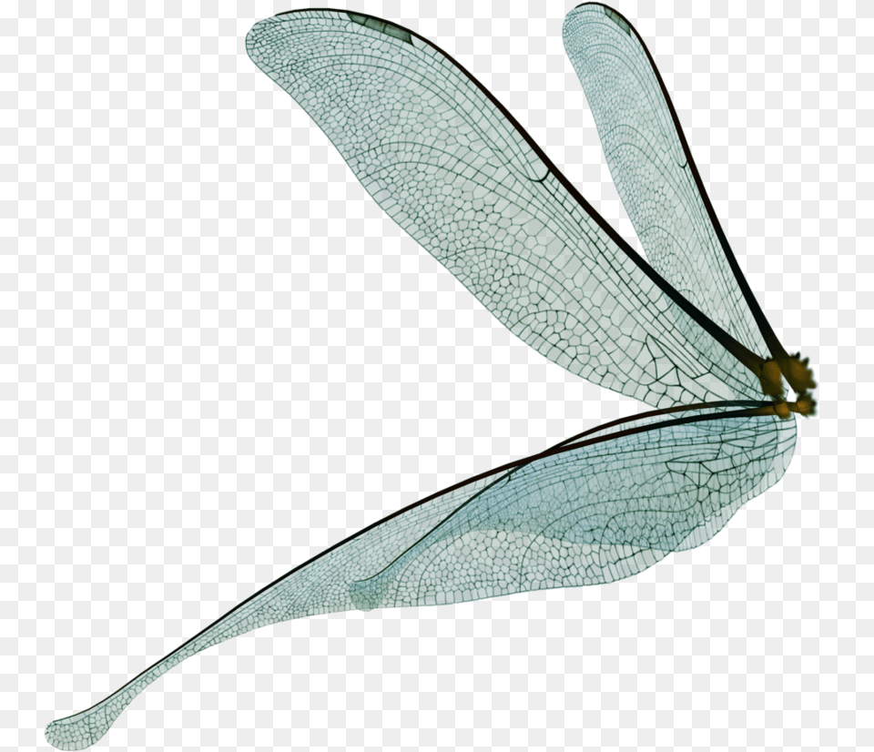 Dragonfly Fairy Wings Render By Frozenstocks On Fairy Wings Transparent, Animal, Insect, Invertebrate Free Png