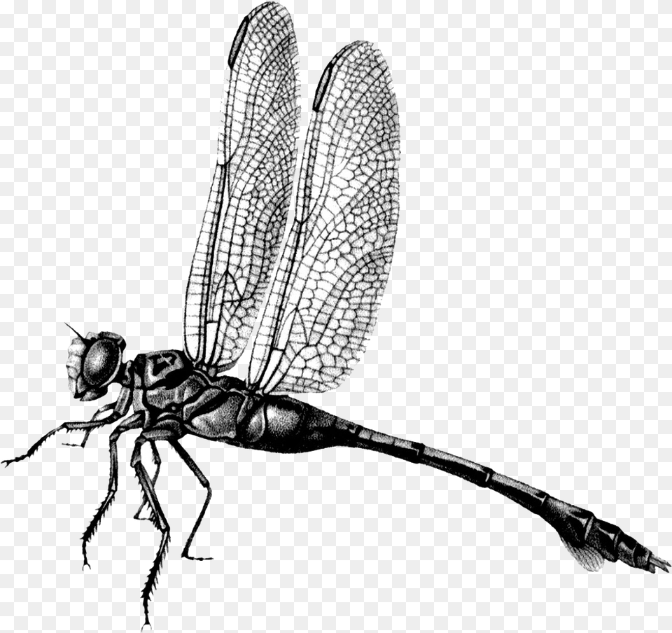 Dragonfly File Download Net Winged Insects, Animal, Insect, Invertebrate Free Transparent Png