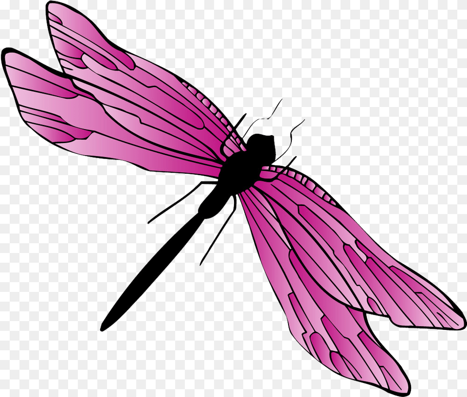 Dragonfly Gif, Animal, Insect, Invertebrate, Person Free Png