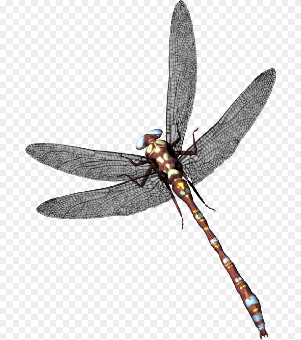 Dragonfly Capung, Animal, Insect, Invertebrate Png Image