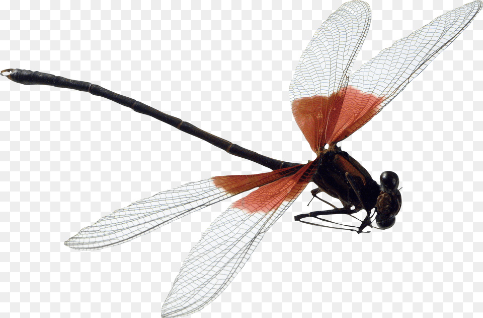 Dragonfly Dragonfly, Animal, Insect, Invertebrate Png Image