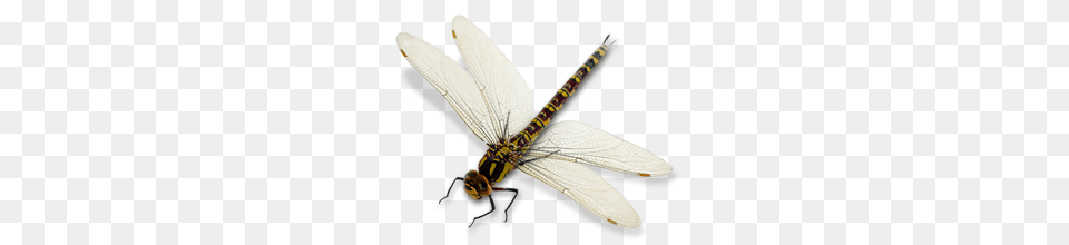 Dragonfly Images Download, Animal, Insect, Invertebrate Png Image