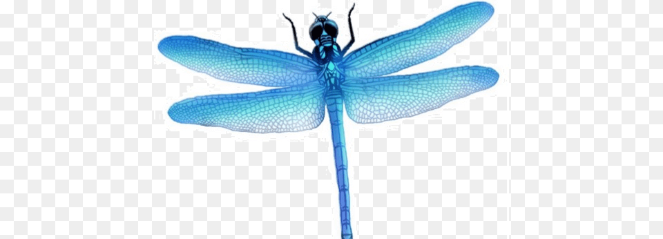 Dragonfly Images Transparent Animal, Insect, Invertebrate, Fish Free Png Download