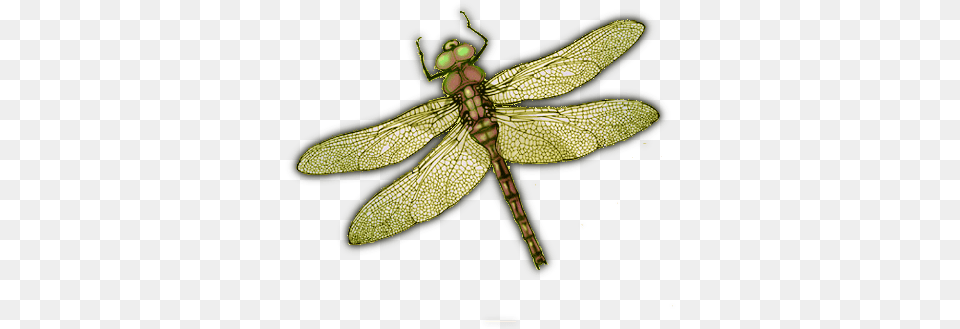 Dragonfly Insects Hd Dragonfly, Animal, Insect, Invertebrate Free Png Download