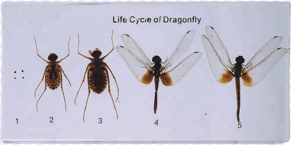 Dragonfly Of Life Cycle Model For Teaching Membrane Winged Insect, Animal, Invertebrate Free Png