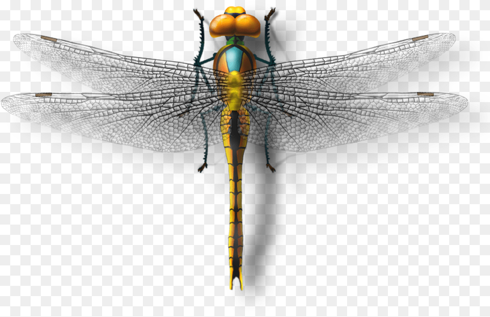 Dragonfly Photography Net Winged Insects, Animal, Insect, Invertebrate Free Png