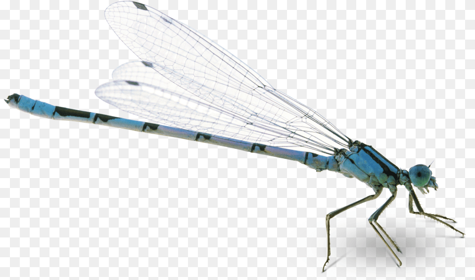 Dragonfly Pic Dragon Fly Transparent, Animal, Insect, Invertebrate Png Image