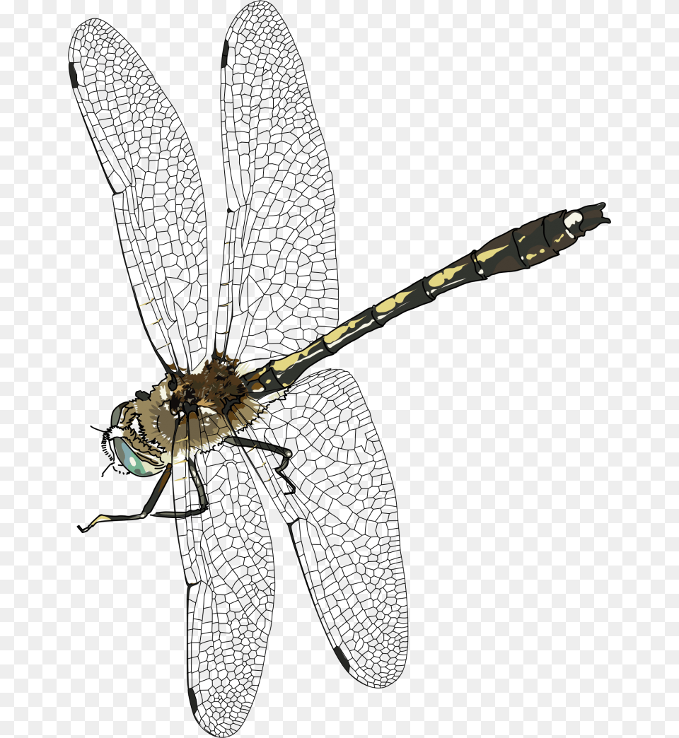 Dragonfly Animal, Invertebrate, Spider, Mace Club Free Transparent Png