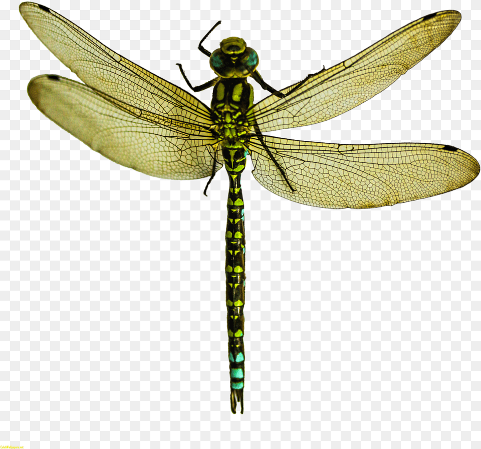 Dragonfly Dragon Fly Dragonfly Clipart Parasitism, Animal, Insect, Invertebrate Free Transparent Png