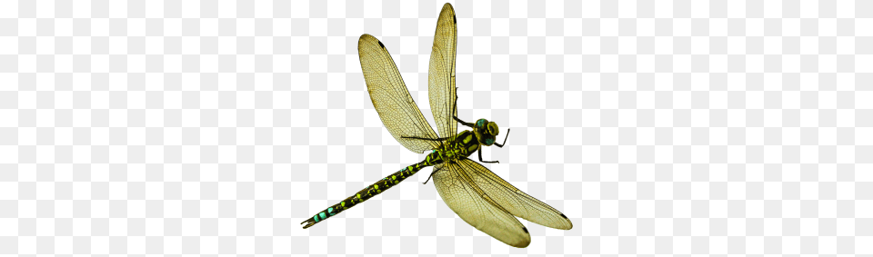 Dragonfly Transparent Image, Animal, Insect, Invertebrate Png