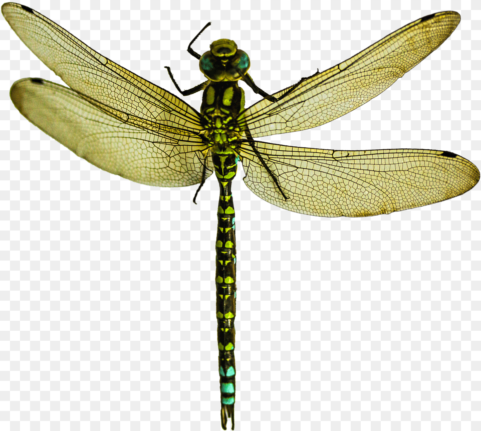Dragonfly Image Dragonfly, Animal, Insect, Invertebrate Free Transparent Png
