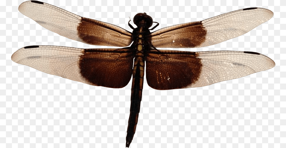 Dragonfly Transparent Insect Dragonfly Insect, Animal, Invertebrate Free Png