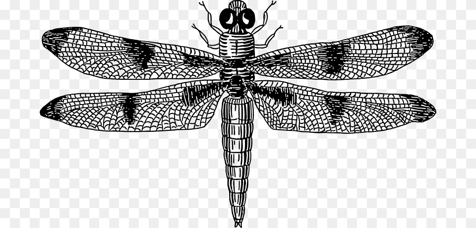Dragonfly Vector Dragonfly Black And White, Gray Png Image