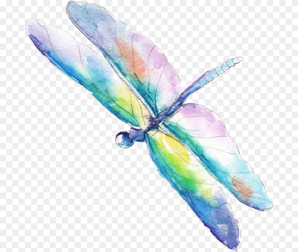 Dragonfly Watercolor Vector Animal, Insect, Invertebrate Free Png Download