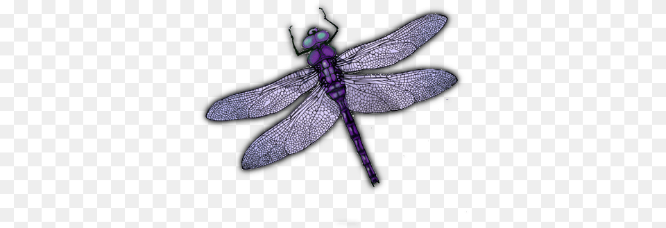 Dragonfly Wings Portable Network Graphics, Animal, Insect, Invertebrate Free Png Download