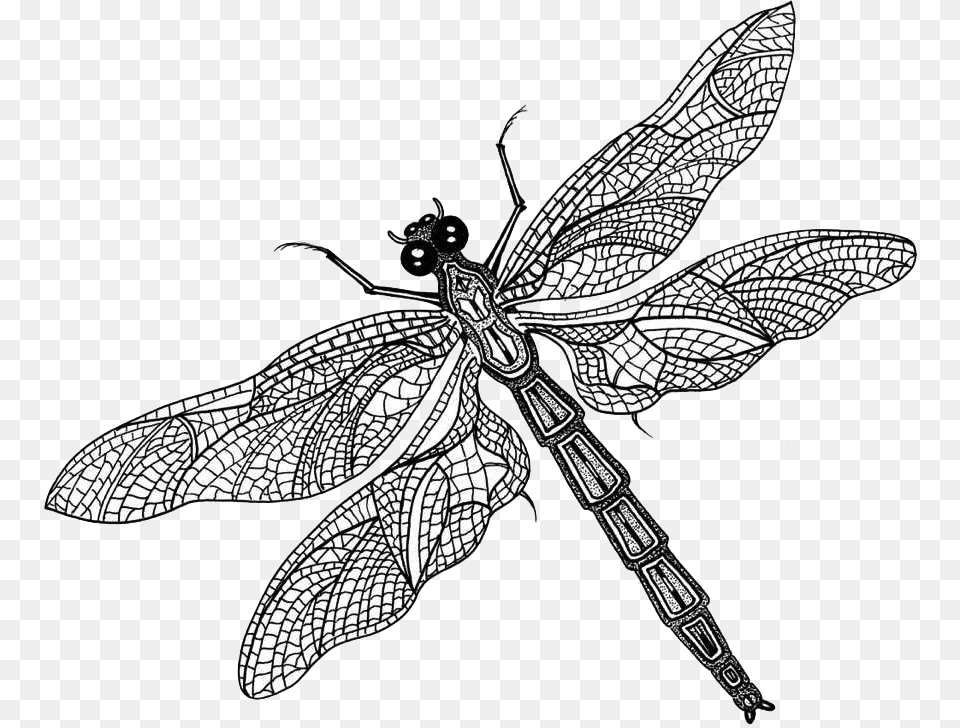 Dragonfly With Butterfly Wings, Animal, Insect, Invertebrate Free Transparent Png