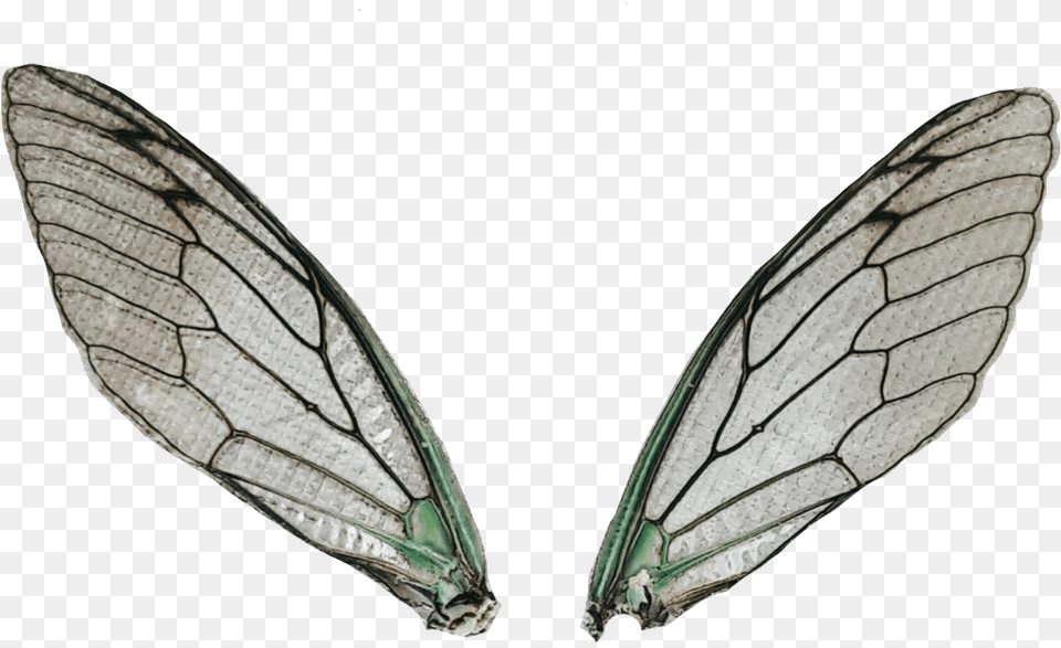 Dragonflywings Wings Fairywings Locustwings Magicwings Net Winged Insects, Animal, Plant Png