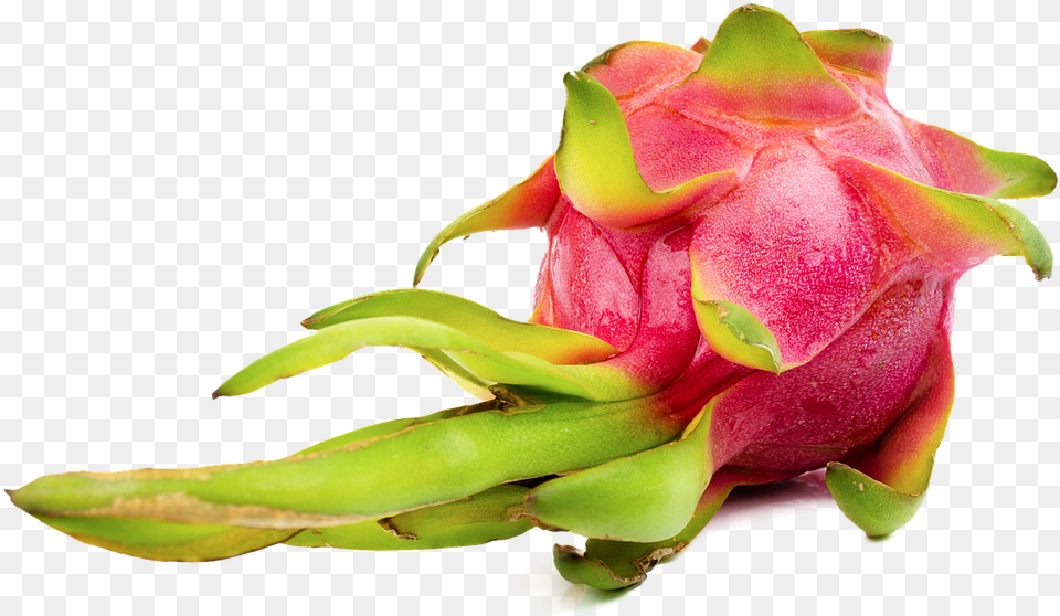 Dragonfruit Fruit Tropical Dragonfruit, Bud, Flower, Plant, Rose Free Png