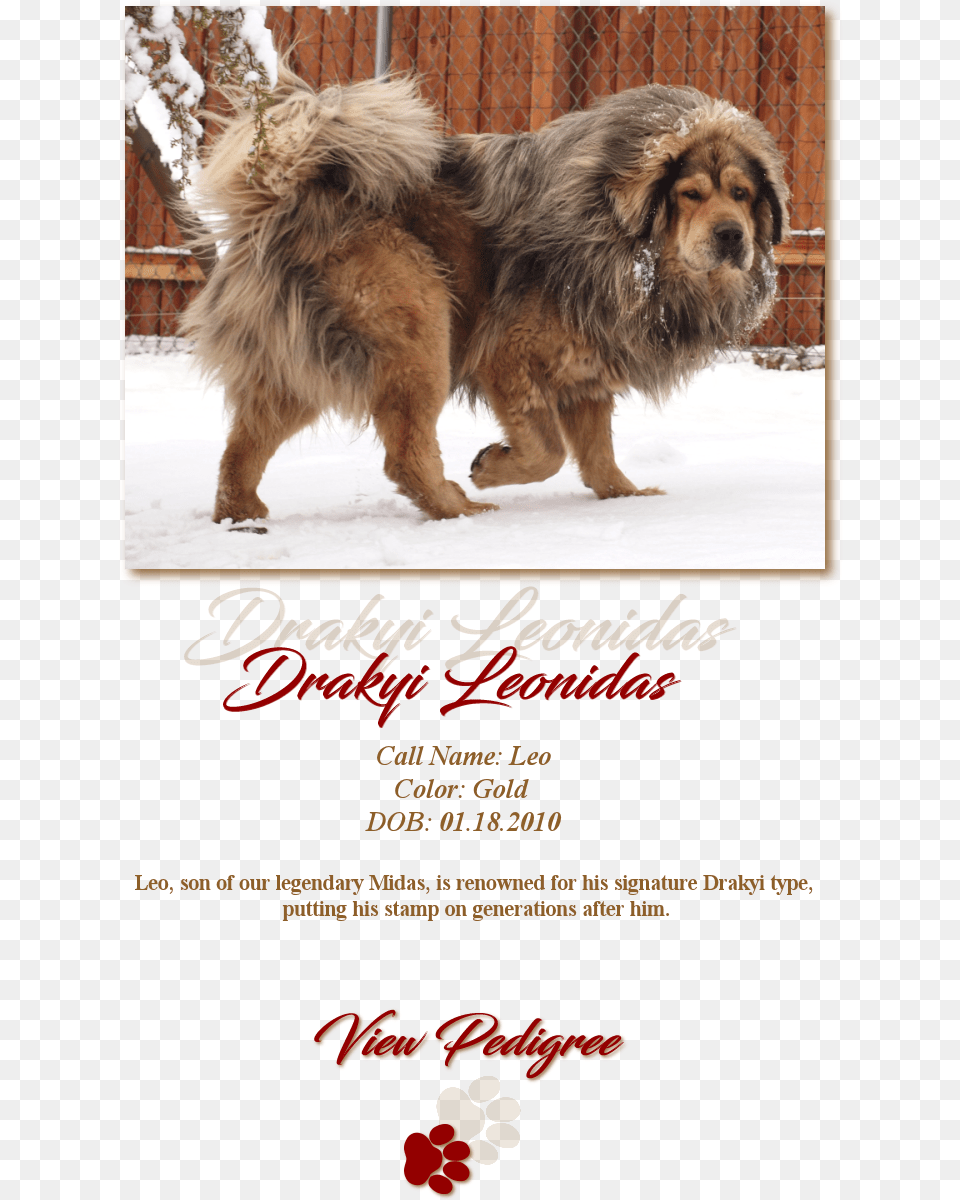 Drakyi Leonidas Masai Lion, Advertisement, Poster, Animal, Canine Png