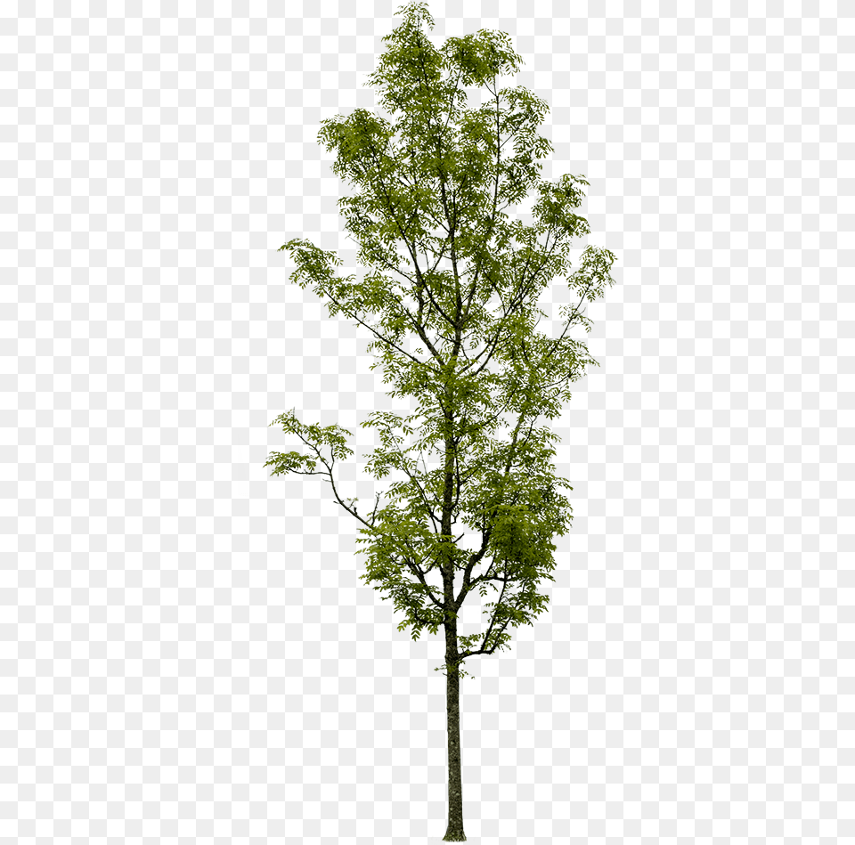 Draw Architectural Small Trees, Plant, Tree, Tree Trunk, Leaf Free Transparent Png