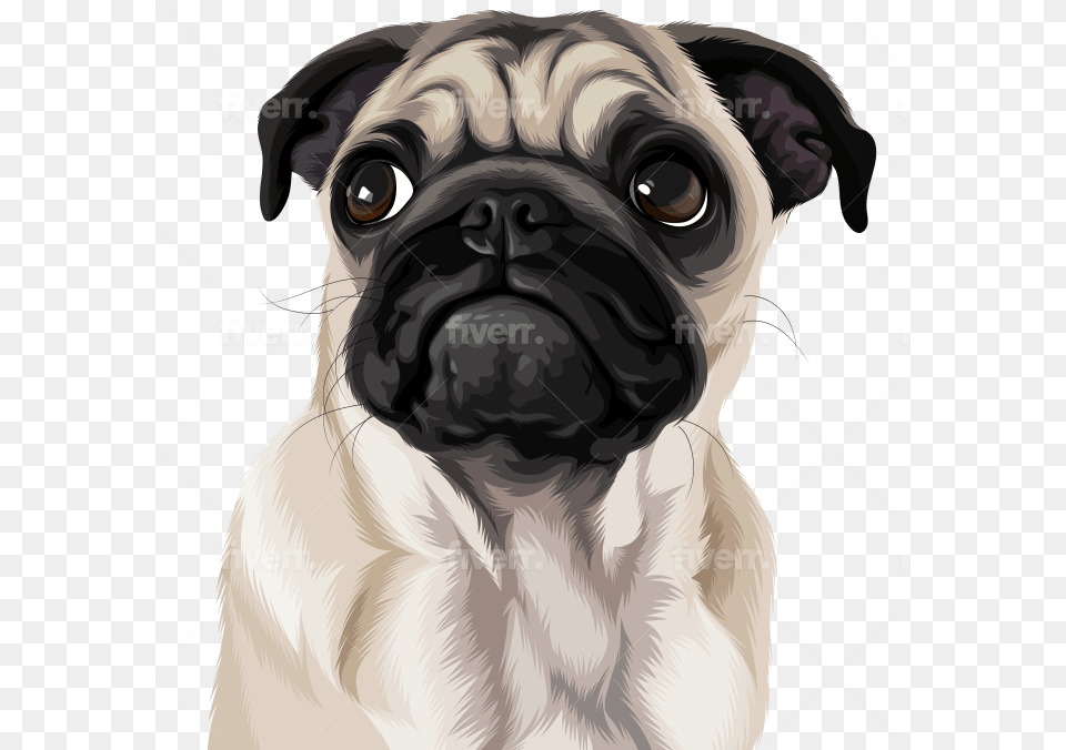 Draw High Quality Vector For Your Pet Or Any Animals Pug, Mammal, Dog, Canine, Animal Free Png