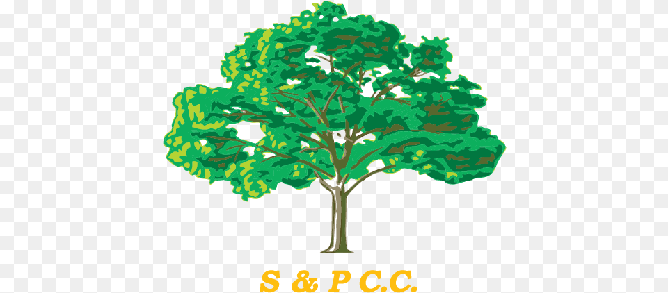 Draw You Family Tree, Oak, Plant, Sycamore, Vegetation Free Transparent Png