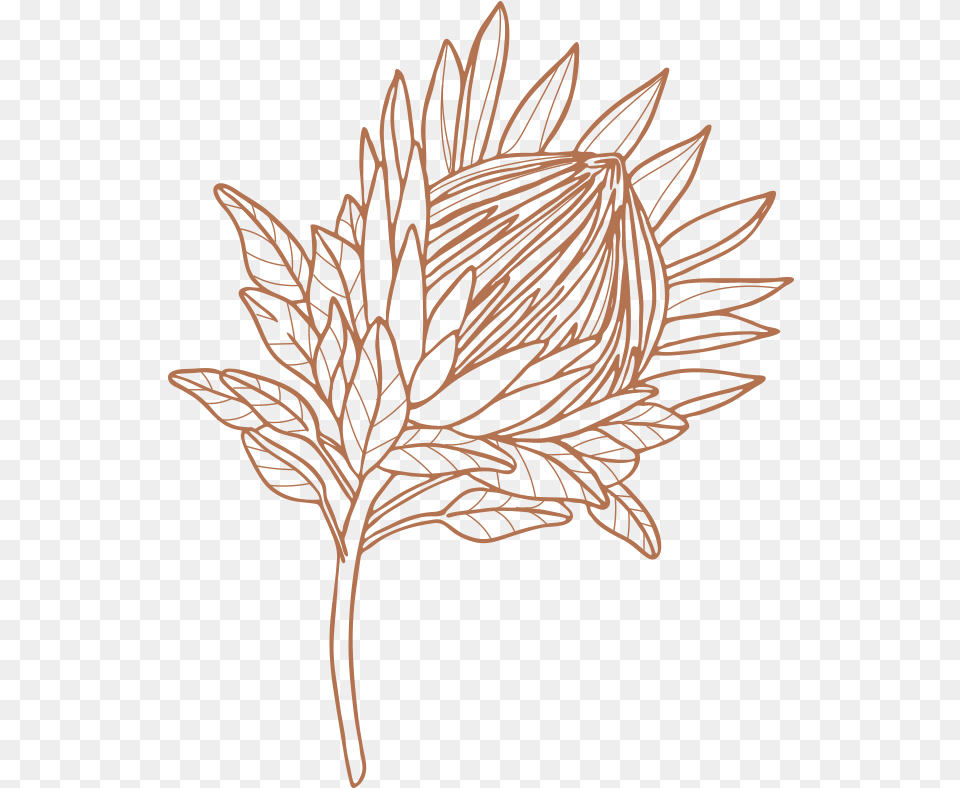 Drawing, Leaf, Plant, Art, Pattern Free Png