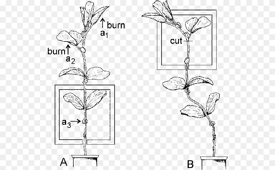 Drawing, Grass, Plant Png Image