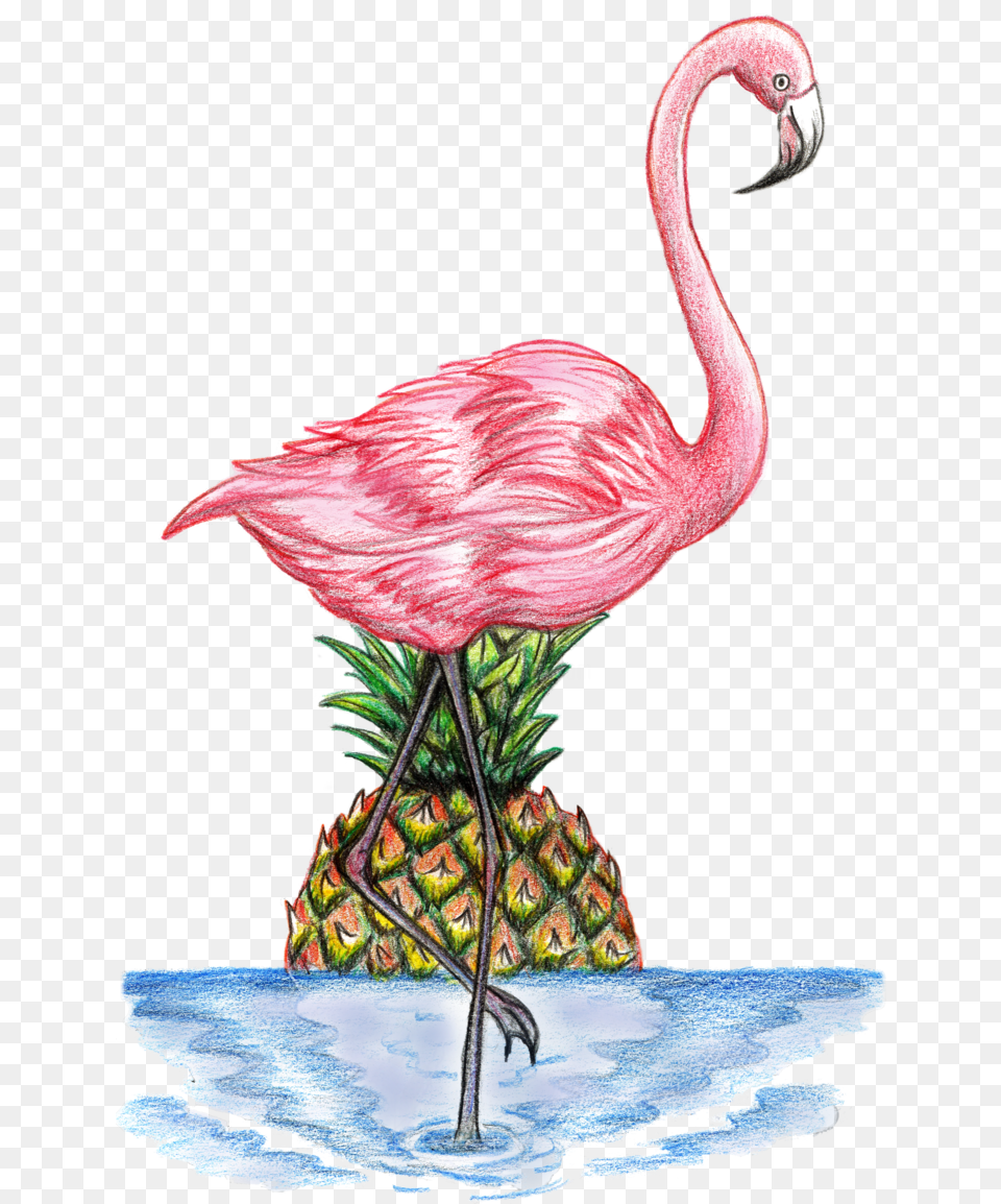 Drawing 2017 By Hayley Nunn Flamingo Dessin, Animal, Beak, Bird, Food Free Transparent Png