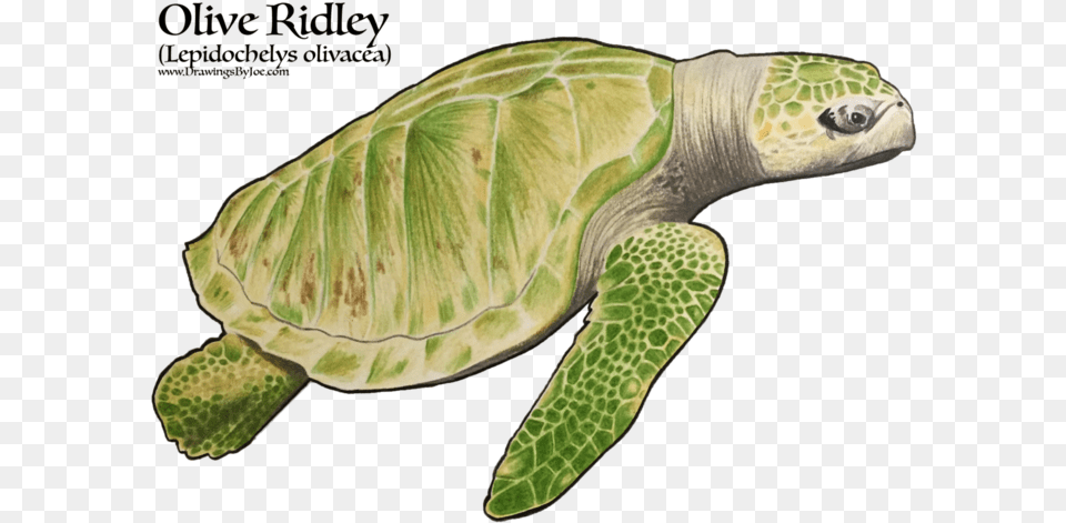 Drawing, Animal, Reptile, Sea Life, Tortoise Free Transparent Png