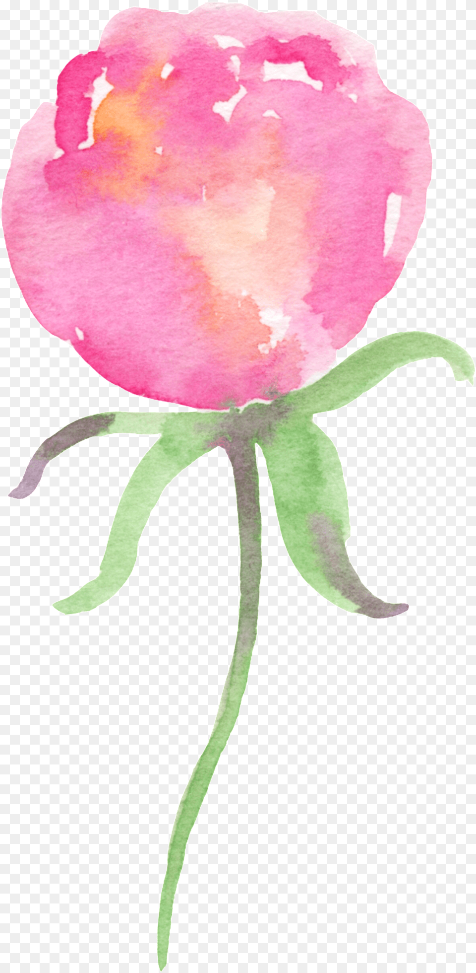 Drawing, Flower, Petal, Plant, Rose Free Png